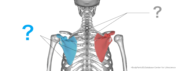 肩甲骨の位置の左右差から関連する筋肉のバランスを分析する方法 手技療法ノート