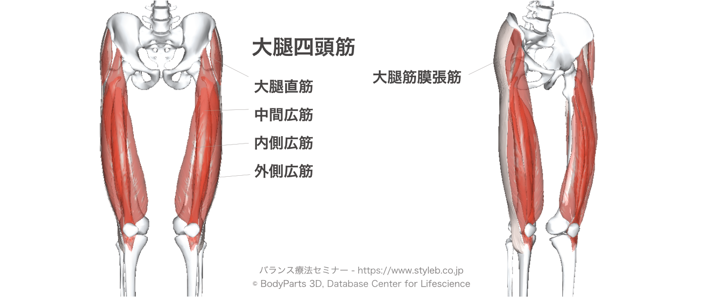 膝関節伸展に作用する筋肉の種類とその起始 停止 支配神経 拮抗筋を解説 手技療法ノート