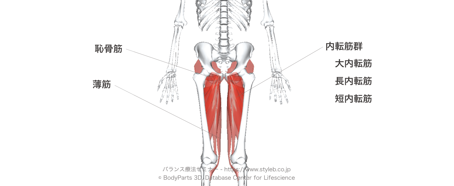股関節の内転に作用する筋肉の種類とその起始 停止 支配神経 拮抗筋を解説 手技療法ノート