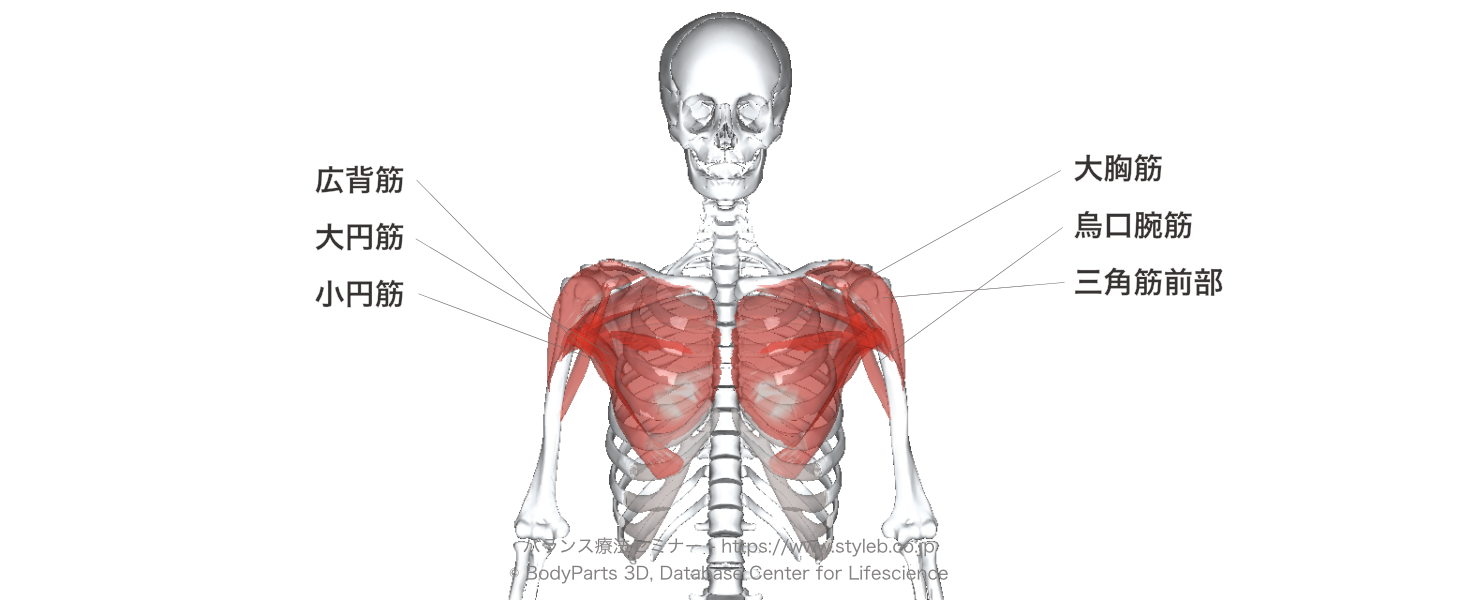 停止 始 背筋 広 起 広背筋の作用と役割（起始停止・神経支配・筋トレメニューなどを徹底解剖）