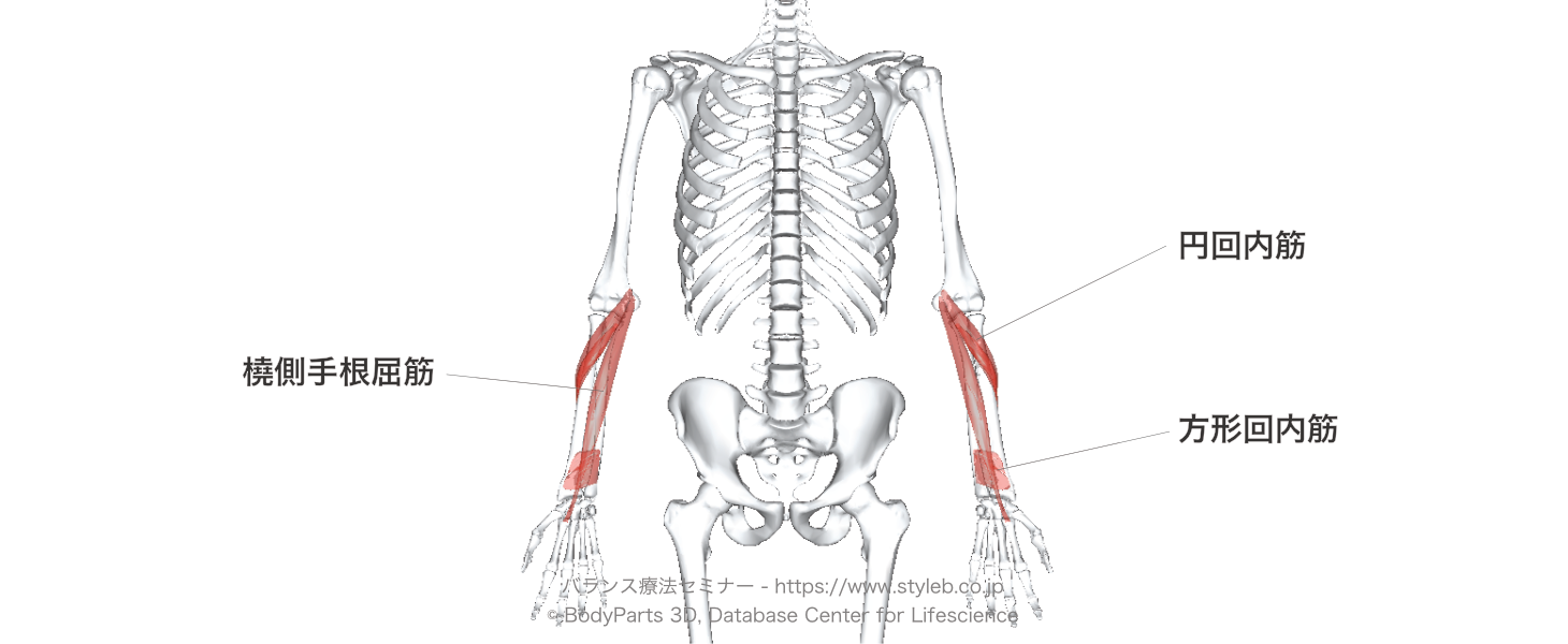 の 名前 の 筋肉 腕