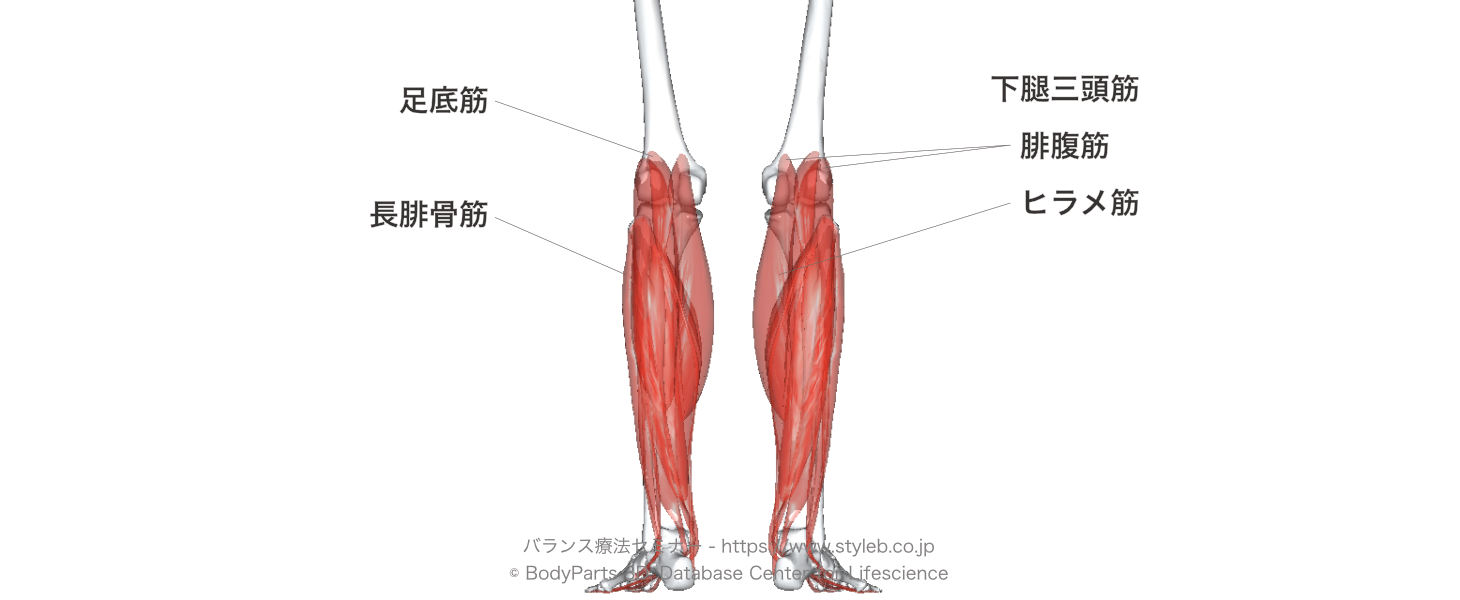 足関節の底屈に作用する作用する筋肉の種類とその起始 停止 支配神経 拮抗筋を解説 手技療法ノート