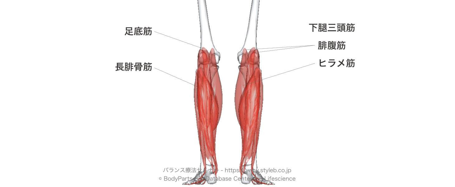 役割 ヒラメ 筋 ヒラメ筋って意外に重要！？解剖学から考える！